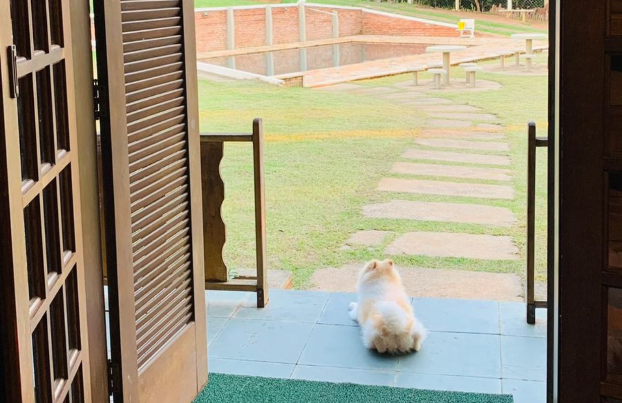 Pet Friendly